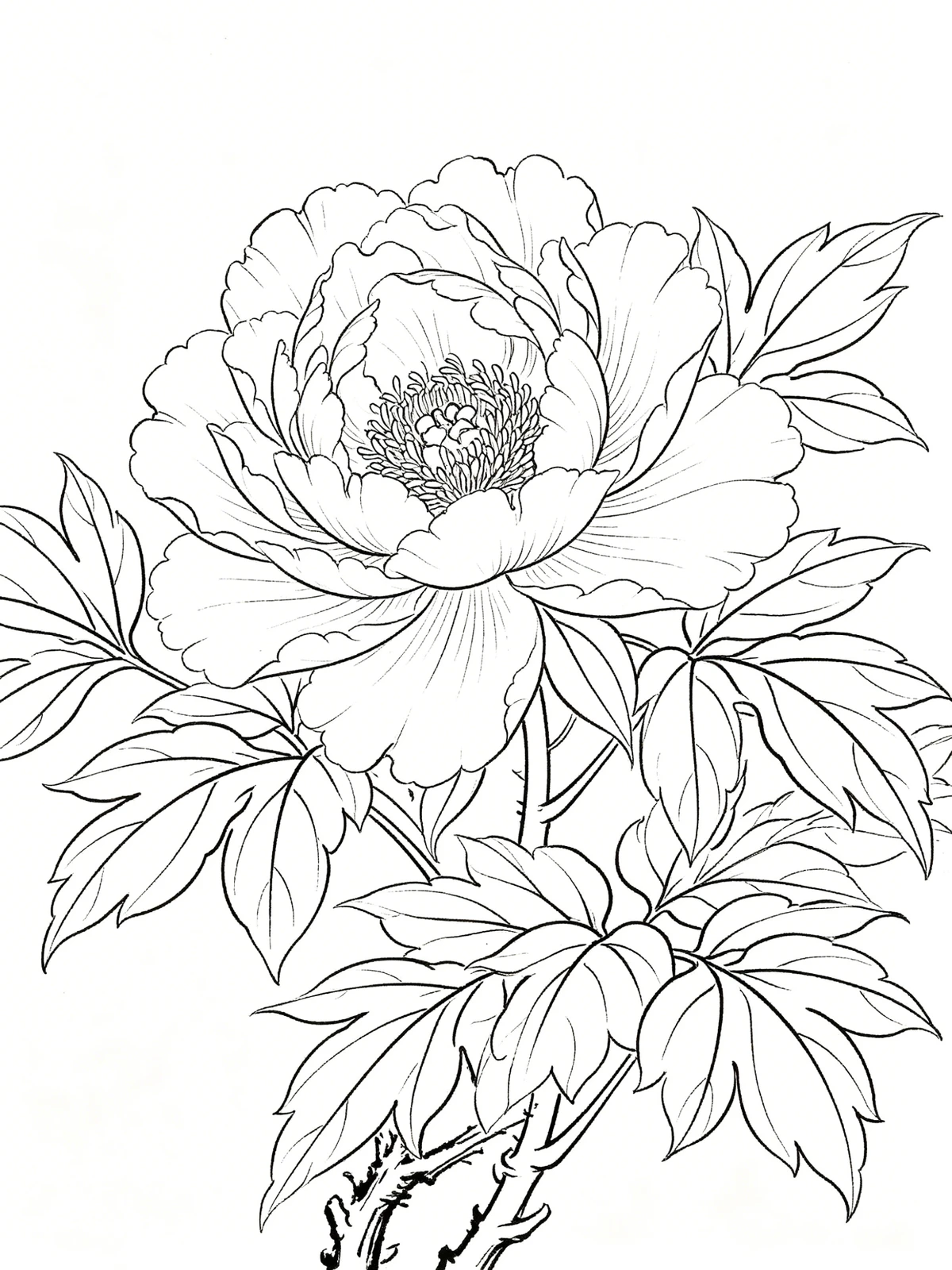 工笔花鸟线稿示例1