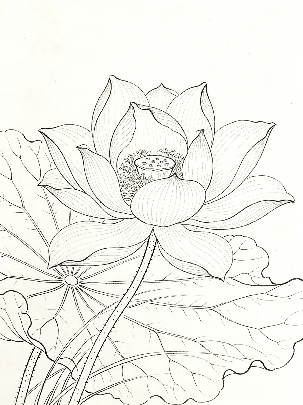 工笔花鸟线稿示例1