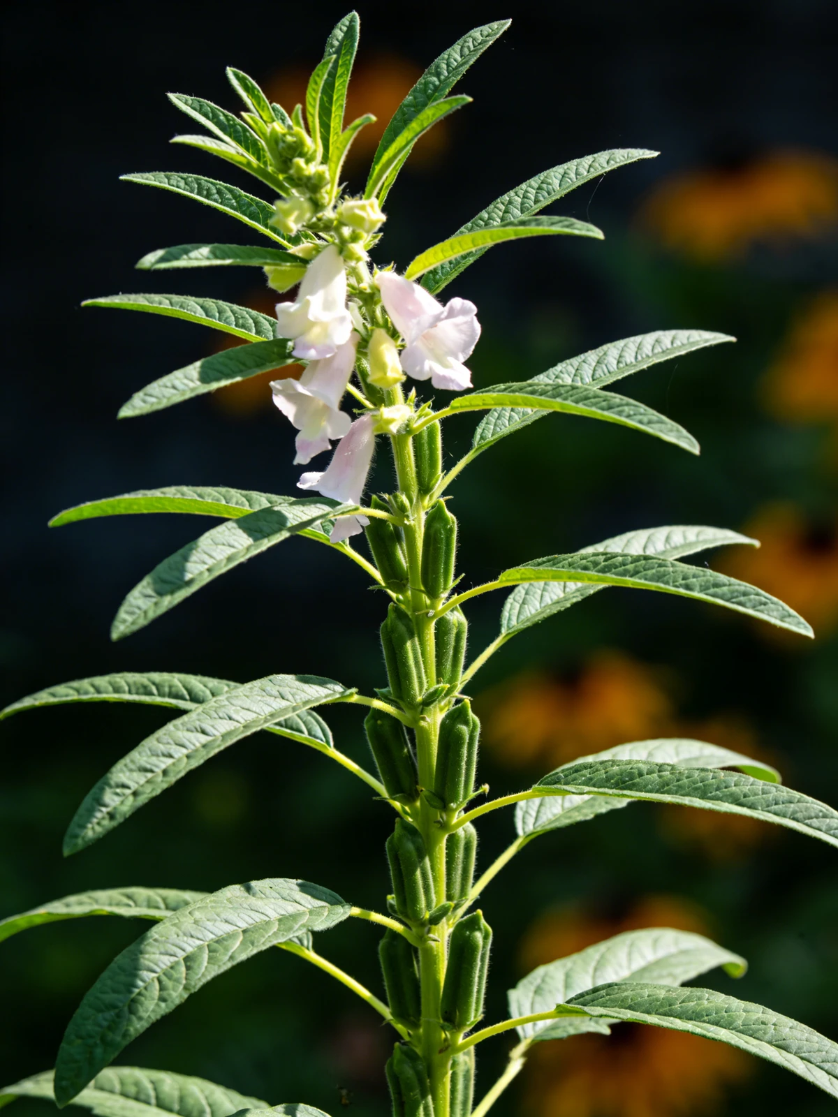 自然线稿提取示例1