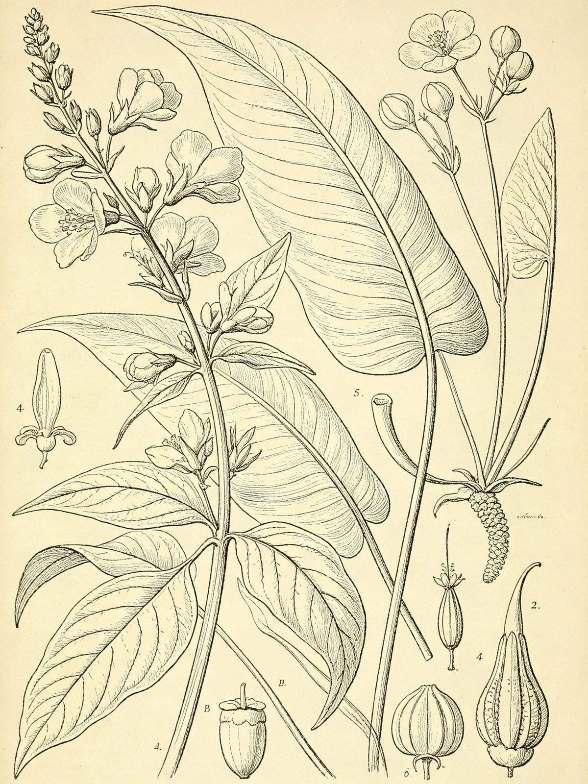手绘风格线稿示例1