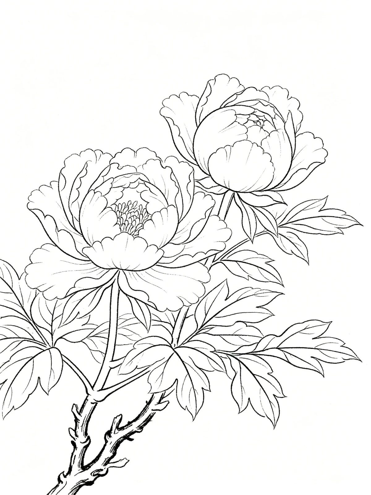 工笔白描牡丹线稿示例1