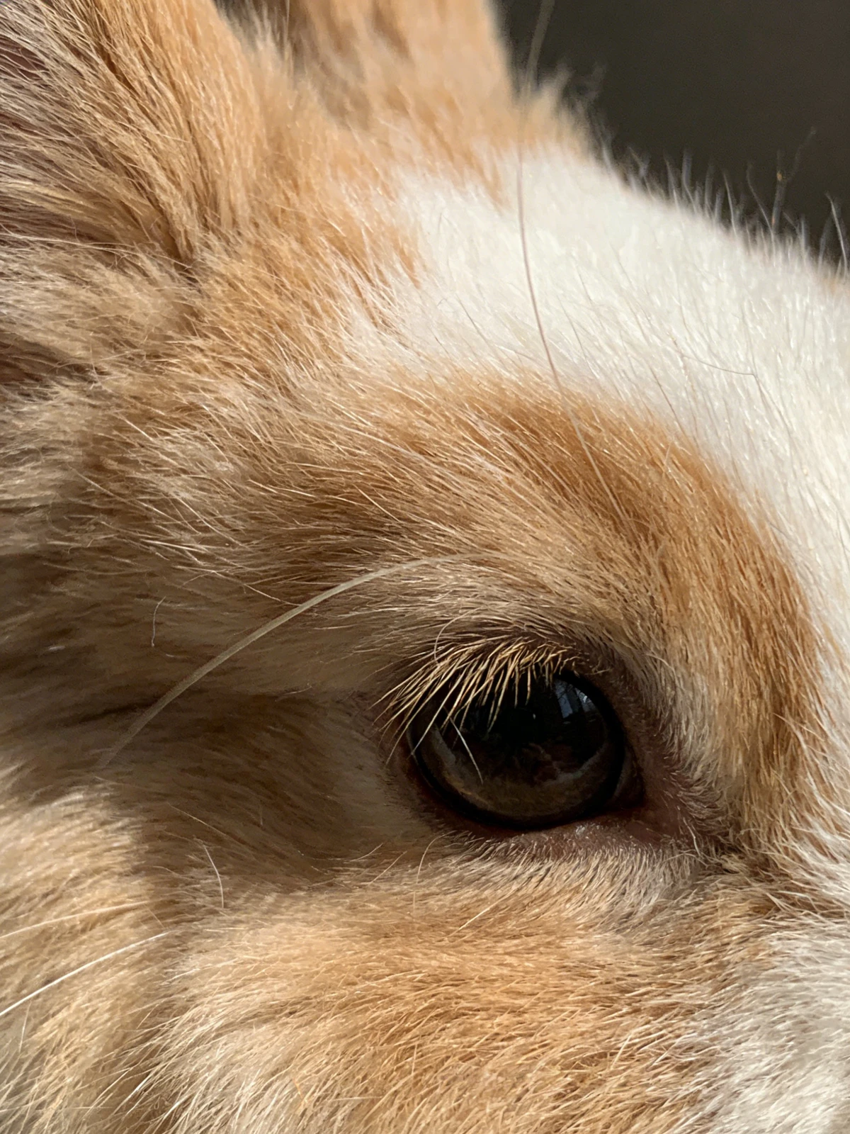 宠物照片转线稿前示例照片