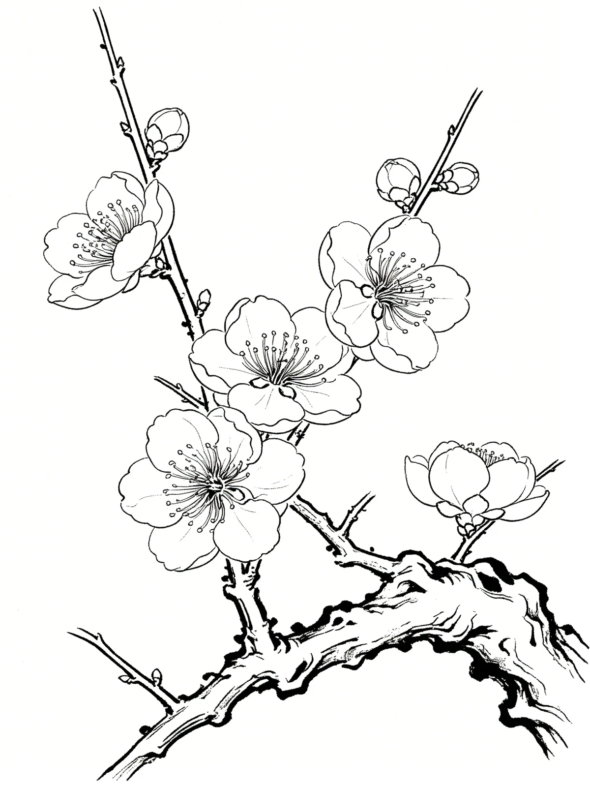 工笔白描梅花线稿示例1