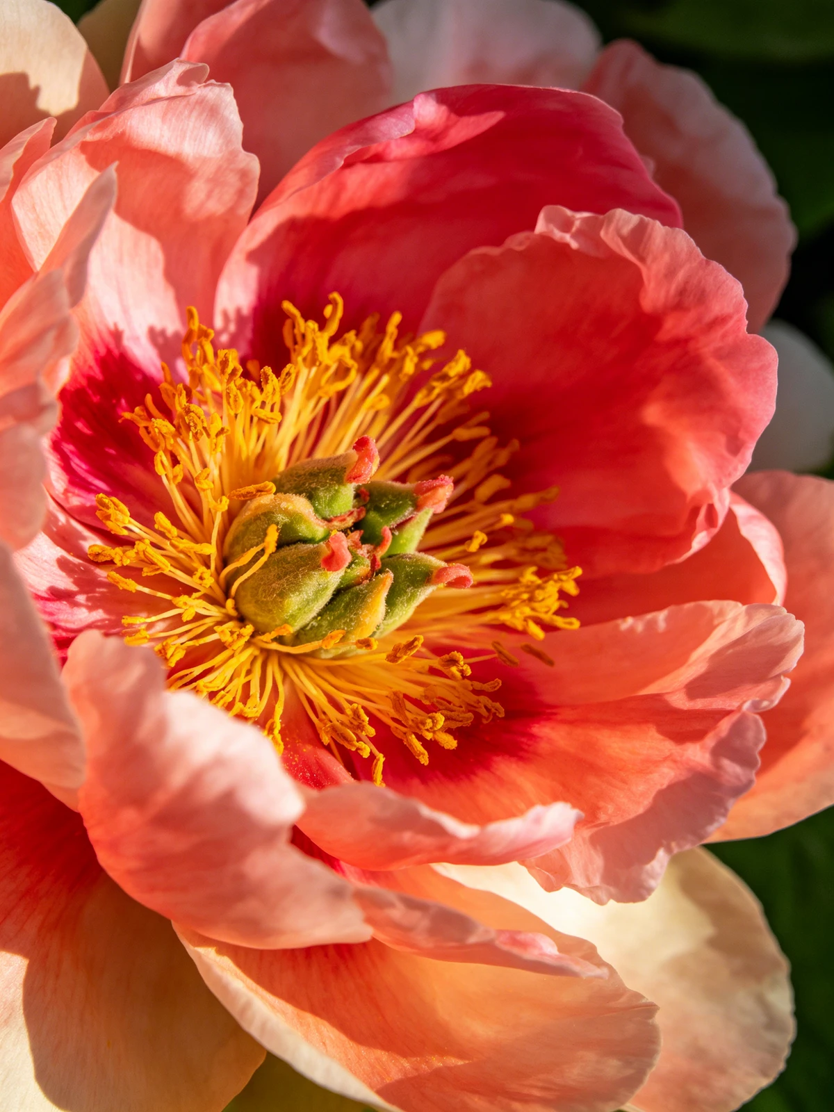 照片转精细线稿前示例图像